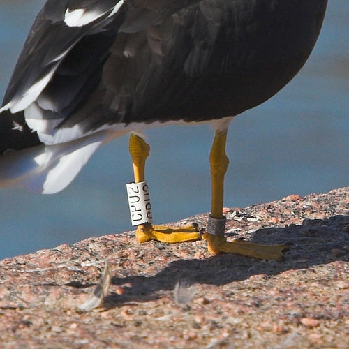 Een vogel met een ring