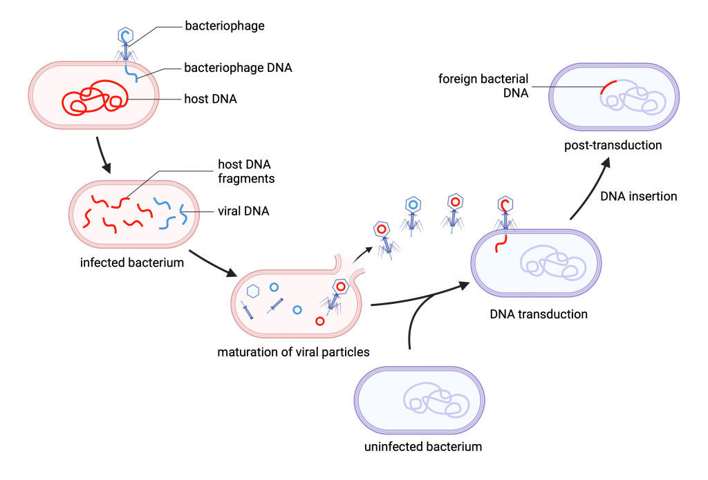 Figure 10.1 Transfer of DNA from bacterium Salmonella typhimurium by bacteriophages.