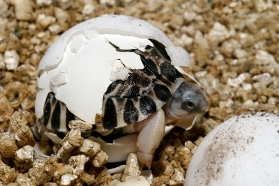 schildpad