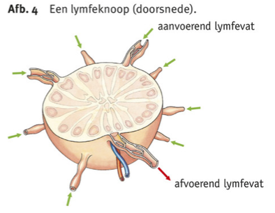 bron: Malmberg