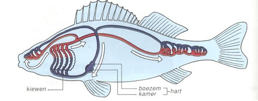 Bloedsomloop vis