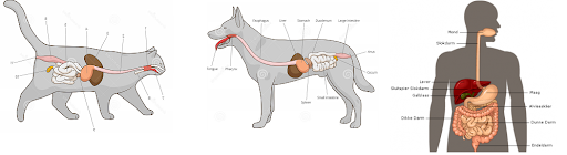 spijsverteringsstelsel kat, hond en mens