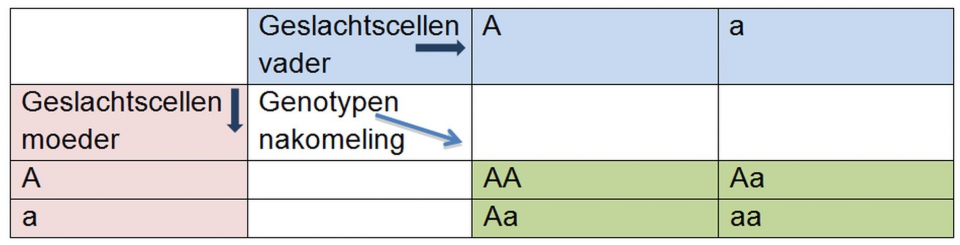 Zelfbestuiving van een heterozygote plant. Zoals je in deze tabel ziet, is de helft van de planten voor deze eigenschap homozygoot (AA of aa) geworden. De helft van de planten is nog steeds heterozygoot (Aa). Bron: CAH Vilentum.