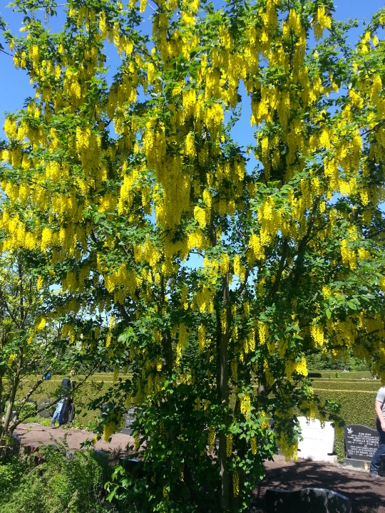 Laburnum watereri 'Vossii'