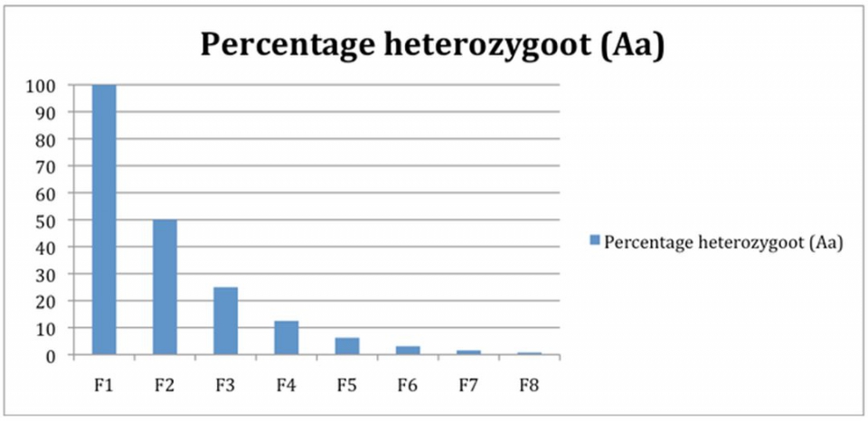Na een aantal generaties worden heterozygote planten zeldzaam. Bron: CAH Vilentum.