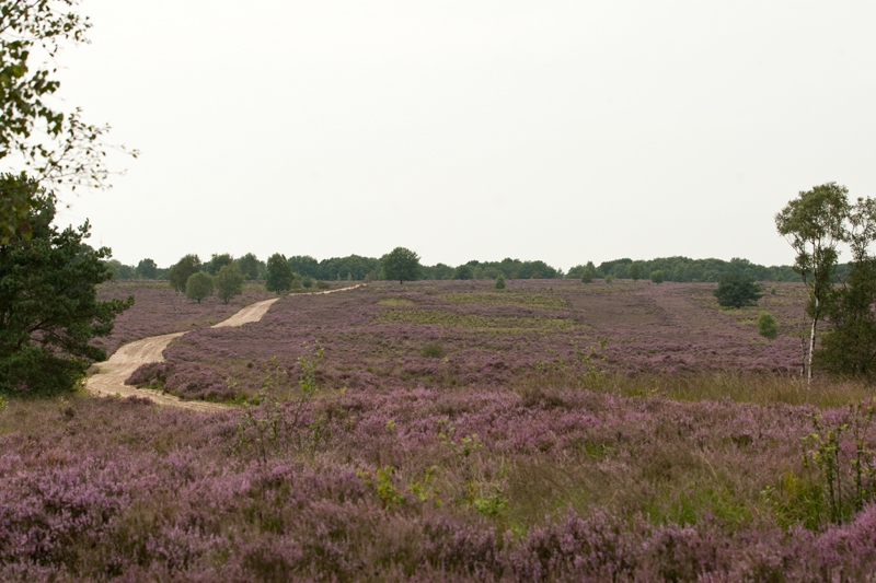 (bron: Henk Willekes/  www.schoonheidvandenatuur.nl)