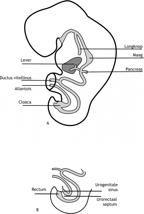 Figuur 6.10 (A) Schematische weergave van de primitieve darm in de vierde week van de ontwikkeling. (B) Septum urorectalis: de scheiding tussen de darm en het urogenitaal systeem.