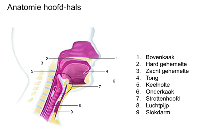 Bron: LUMC.nl