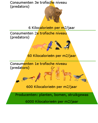 De voedselketen in de vorm van een piramide. Trofische niveaus laten zien hoe hoog een dier in de voedselketen staat. De aangegeven kilocalorieën laten zien hoeveel energie er is opgeslagen in het trofisch niveau. Zo kan je zien dat hoe hoger het niveau, hoe minder dieren er van dat soort in een gebied kunnen leven (hoef je niet te kennen).  