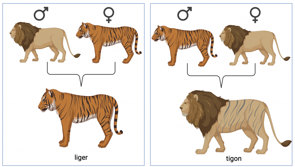 Figure 6.3 The emergence of hybrid individuals. When a lion and a tigress are crossed, a liger is created (left) and when a tiger and a lioness are crossed, a tigon is created (right). Hybrid individuals resemble the mother more than the father.