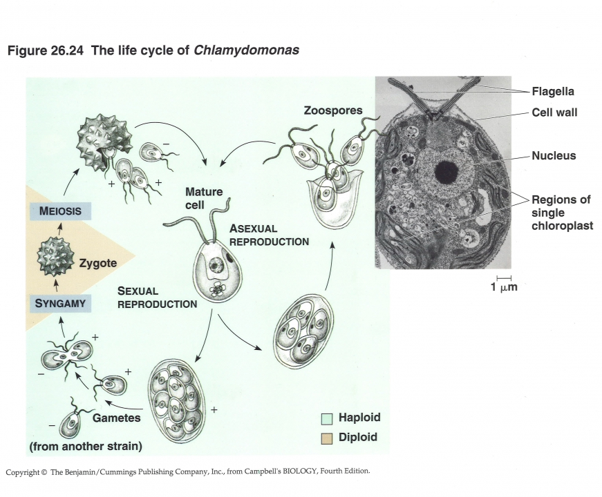 Levenscyclus chlamidomonas