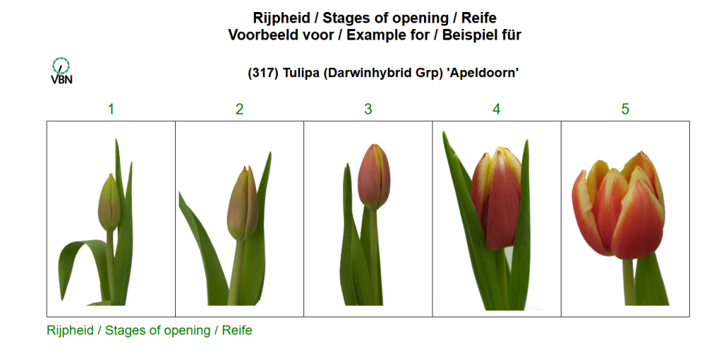 Rijpheid bepalen van een tulp