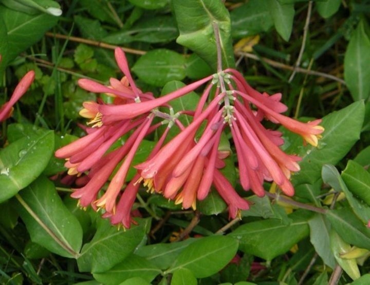 Lonicera henryi