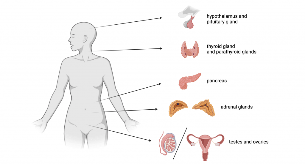 Figure 12.1 Glands of the endocrine system. These glands are also called glands with internal secretion. Their main task is the production of hormones, which are then transported via the blood system to the target cells.