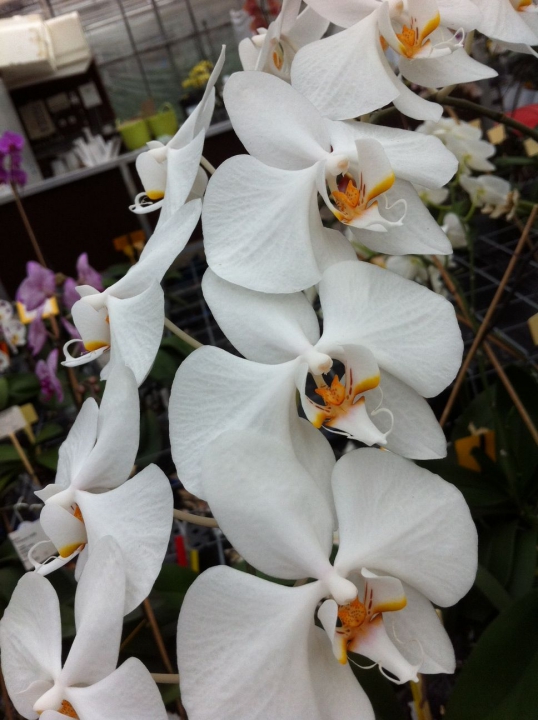 Een oud Phalaenopsisras. Het aantal bloemen is acceptabel, de bloemvorm is echter nog niet vol genoeg. Bron: Nick van Rosmalen.