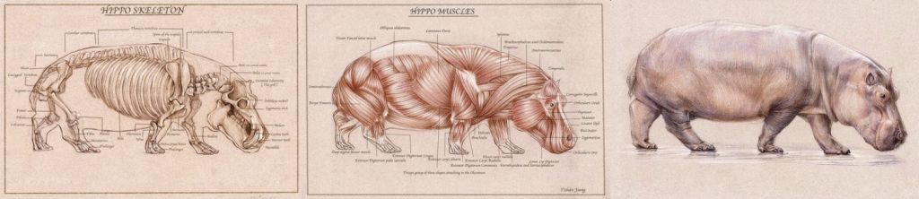 Bij dit nijlpaard kun je zien hoe het skelet en het spierstelsel de vorm en de manier van bewegen van het dier bepalen. Op de derde tekening is de huid (met daaronder een speklaag) toegevoegd.