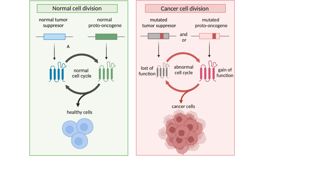 Figure 9.3 Comparison of normal and cancerous cell division. Loss of function of the mutant tumour suppressor and/or gain of function of the (proto-)oncogene led to a proliferation of tumour cells.