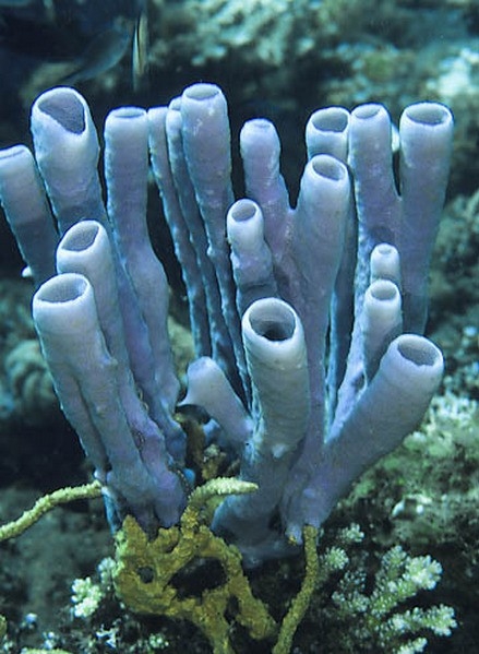 Aplysina archeri. Overgenomen uit Purple tube sponge door wonderfulpain, 2013