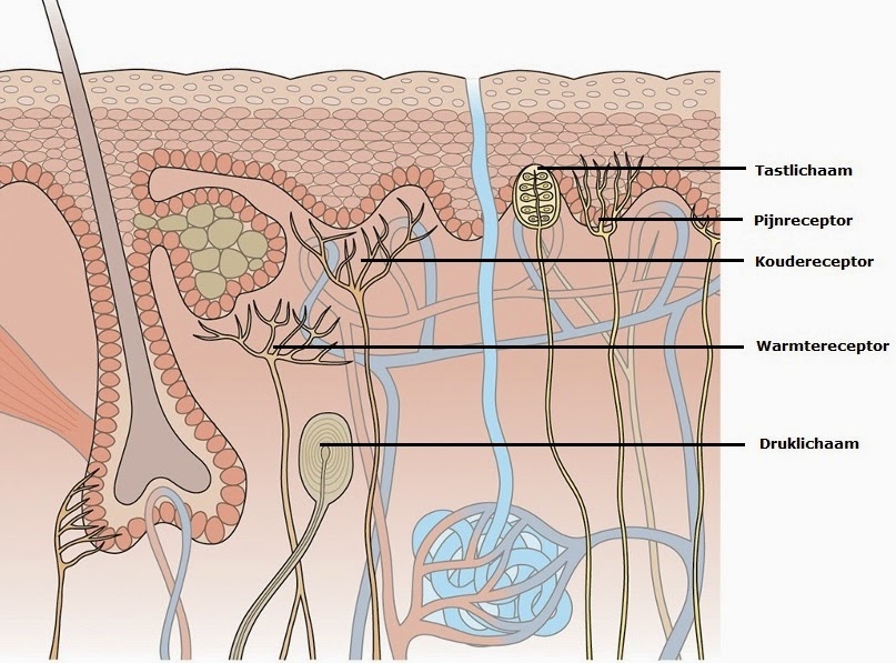 warmtezintuig, koudezintuig, drukzintuig en tastzintuig