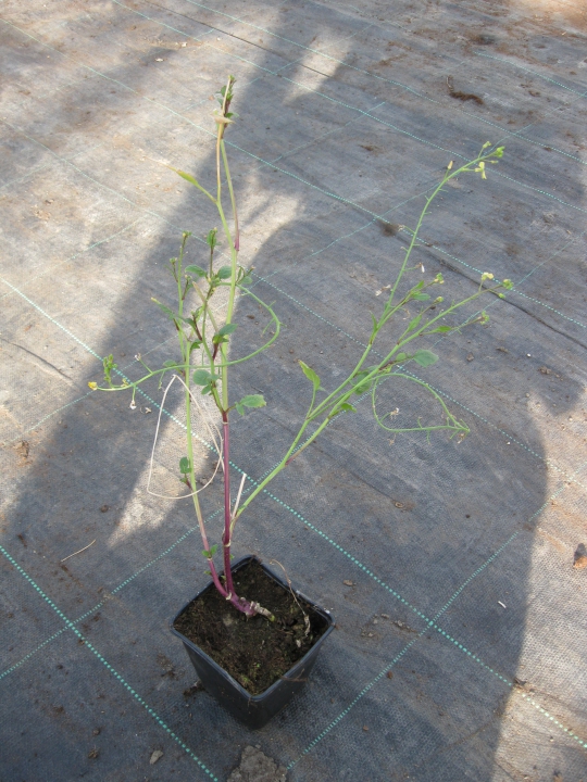 Wilde verwant van de bloemkool. Deze plant vormt geen bloemkool, maar bevat een interessante eigenschap voor de veredelaar. Bron: Nickerson Zwaan.