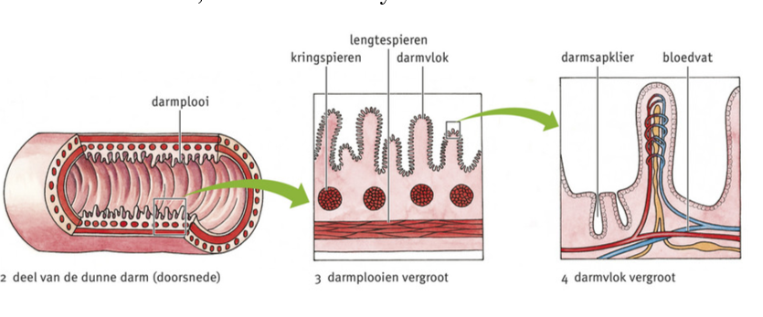 Afbeelding 11. De bouw van de dunne darm (schematisch)