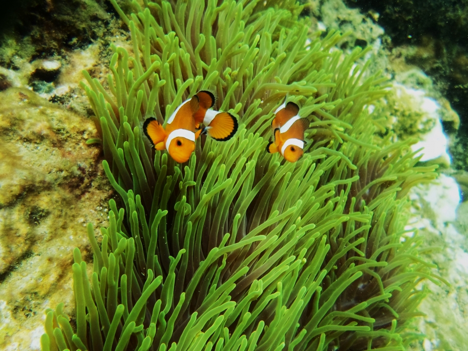 Koppel driebandanemoonvissen in de Grote Oceaan.