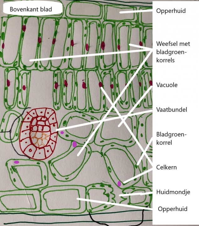 Afbeelding: doorsnede van een blad onder een microscoop (Ruiz van der Vliet, 2020)