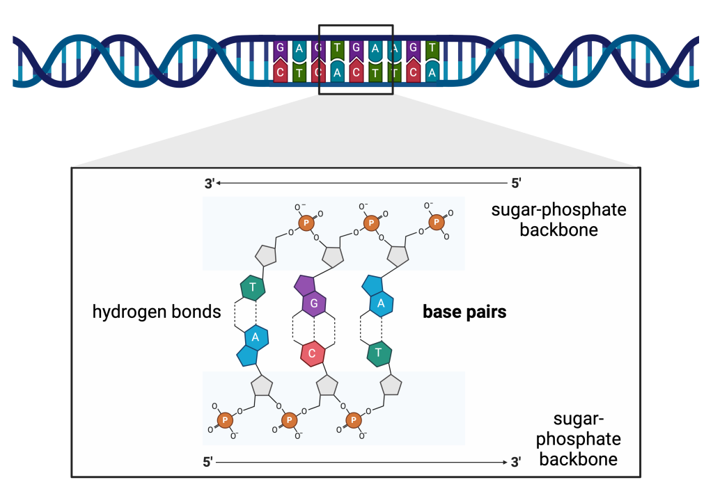 Figure 3.1 Structure of DNA. Phosphoric acid residues (orange) together with deoxyribose (gray) form the sugar-phosphate backbone of DNA. Chemical interactions occur between nitrogenous bases, which are based on the principle of base pairing. Two hydrogen bonds form between adenine and thymine (dashed lines), while cytosine and guanine are joined by three such bonds. The figure shows the orientation of individual DNA strands starting from their 5'-end towards the 3'-end. The designation of the ends follows from the chemical structure.