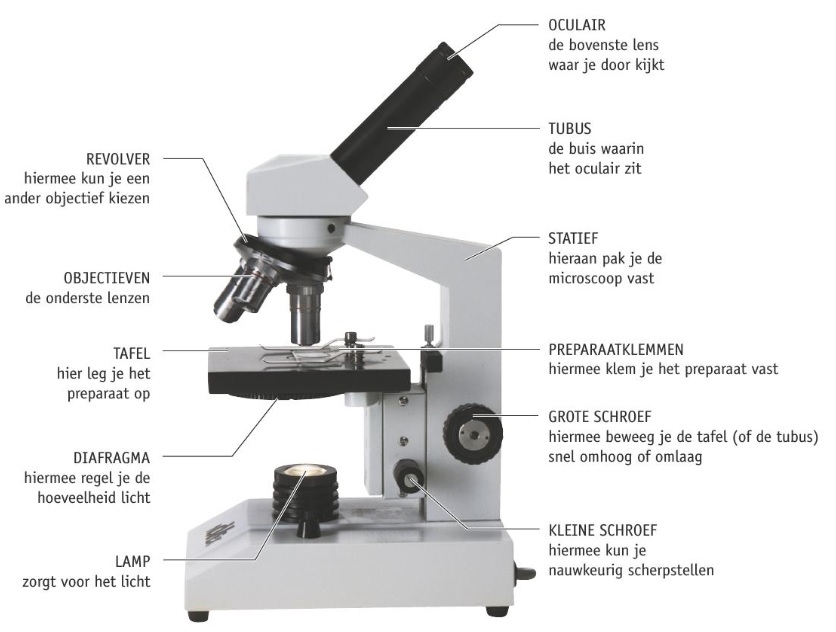 Figuur 1: De onderdelen van de microscoop