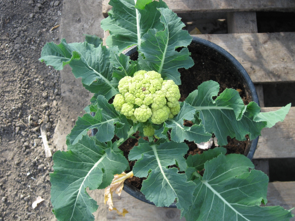 Hier wordt het resultaat van terugkruisen al duidelijk zichtbaar: deze plant niet alleen een bloemkool, maar bevat ook een resistentie afkomstig uit een wilde kool. Bron: Nickerson Zwaan.