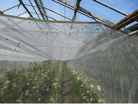 Figuur 10 Productie van wortelzaad in kas. Het gaas voorkomt dat bestuivers van elders de planten kunnen bereiken en de planten bestuiven met “fout” stuifmeel. Bron: S. Bregman, Clusius