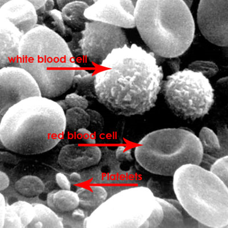 De verschillende bloedcellen in beeld onder de microscoop