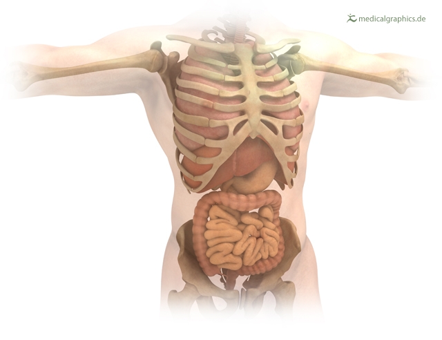 Afbeelding 1: organen, MedicalGraphics, niet-commercieel hergebruik