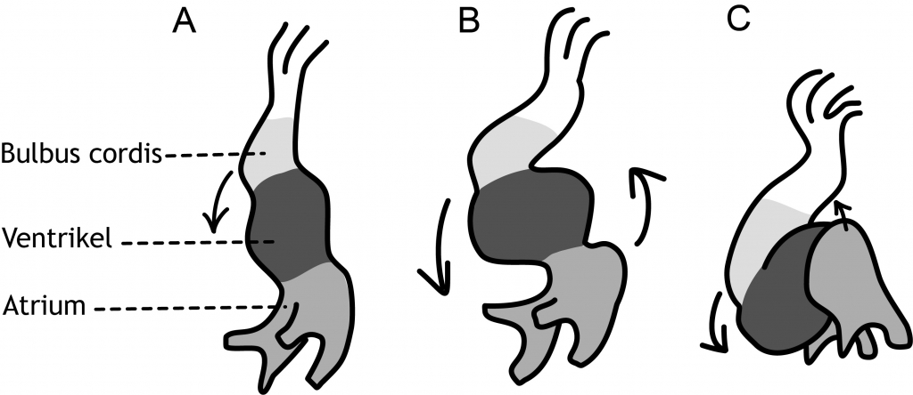 Figuur 6.7 Schematische frontale weergave van de ‘looping’ van de hartbuis. A: dag 22, B: dag 23 en C: dag 24. Het ventrikel beweegt zich in neerwaartse richting naar rechts en het atrium verplaatst zich in opwaartse richting naar links (ontleend aan Sadler TW. Langman’s Medical Embryology. Elfde druk. Philadelphia PA, Lippincott Williams & Wilkins, 2010).