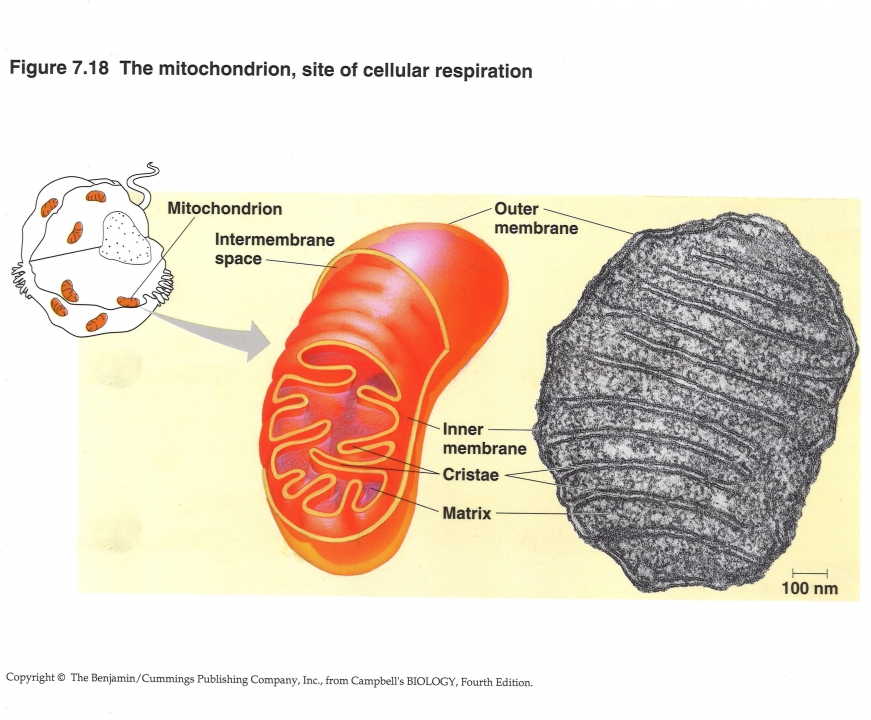 Mitochondrium
