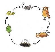 Voorbeeld voedselkringloop