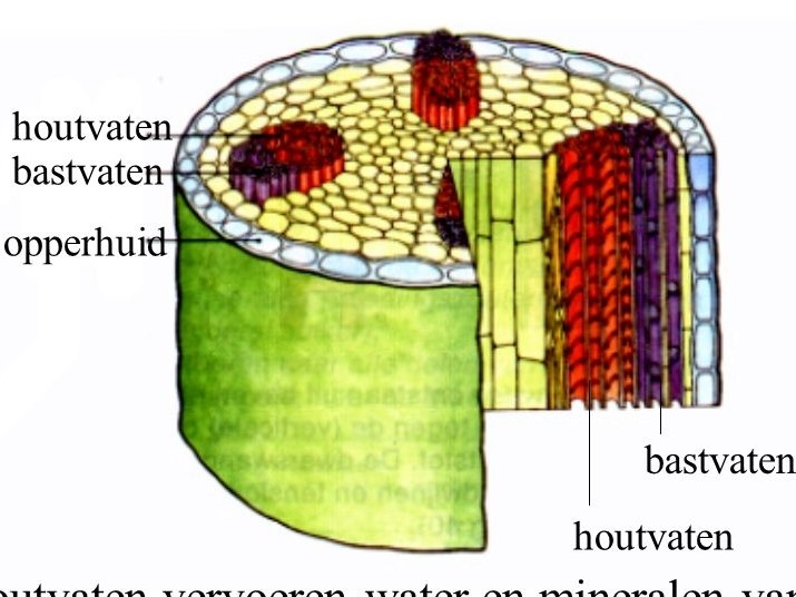 Hierboven zie je de ligging van de houtvaten en bastvaten in een stengel.