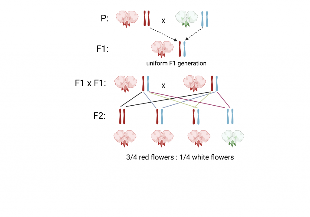 Figure 1.2 Crossing diagram of field pea. In the parental generation (P), individuals for red (homozygous dominant) or white (homozygous recessive) flowers are crossed with each other. The F1 (first filial generation) resulting from thus cross are uniform and phenotypically identical to the homozygously dominant individual (red flowers). In the F2 generation, which is created by crossing two individuals of the F1 generation, there are 75% individuals with a dominant phenotype (red flowers) and 25% individuals with a recessive phenotype (white flowers). This is a classic 3:1 ratio of red:white flowers.