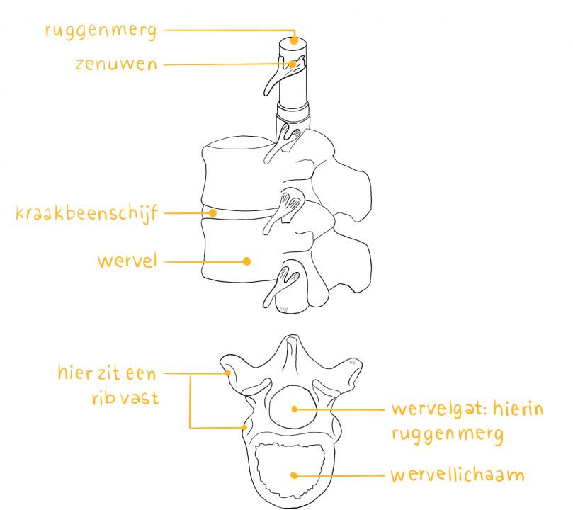 Bron 4: Wervels