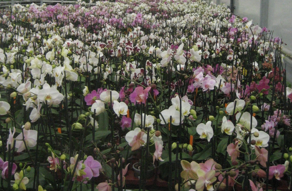 Selecteren: welke van deze unieke zaailingen is de beste plant? In dit geval zal gelet worden op kenmerken zoals aantal takken, aantal bloemen, kleur en bladstand. De meest interessante planten worden "geselecteerd" en voorzien van een oranje label. Bron: Anthura BV.