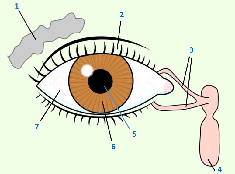 Het Oog Wikiwijs Maken 1089