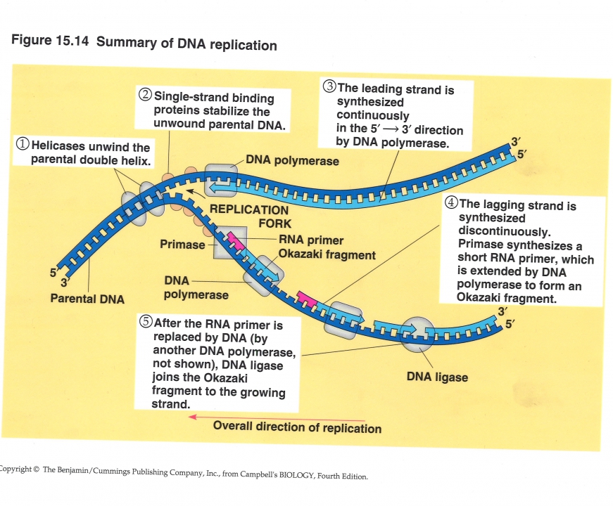 DNA replicatie, samenvatting