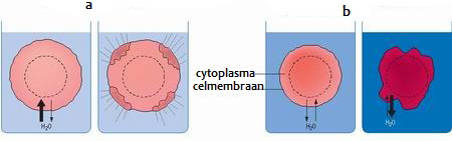 Plasmolyse dierlijke cel