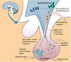 Afbeelding 4: Hypothalamus