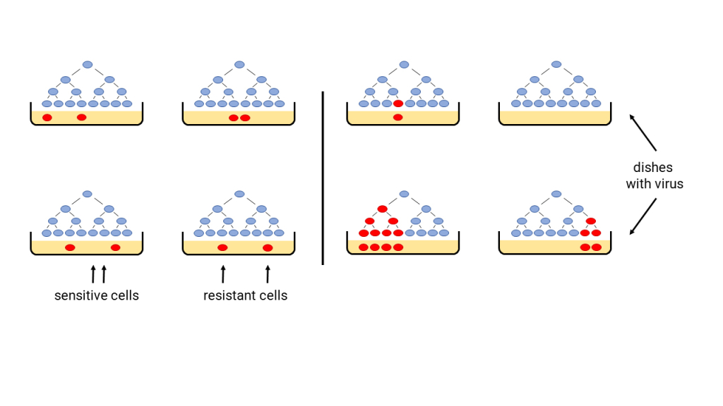 Figure 2.3 The Fluctuation test. Purple circles indicate individual colonies of bacteria, cells in which the mutation has occurred (they are resistant to the virus) are marked in red. The result expected if mutations arise in a targeted manner is depicted on the left, the result expected if mutations arise randomly is shown on the right.