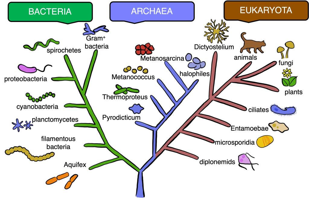 Figure 20.1. Phylogenetic tree of selected representatives of the groups Bacteria, Archaea and Eukaryota. The tree illustrates that all living organisms share a common ancestor, from which the combination of genetic variability and natural selection led to diversification into individual taxonomic groups. The closer these groups are within the crown of the tree, the more evolutionarily related they are. Following the Delbrück’s principle, the choice of model organism depends on what biological phenomenon is the purpose of the study.