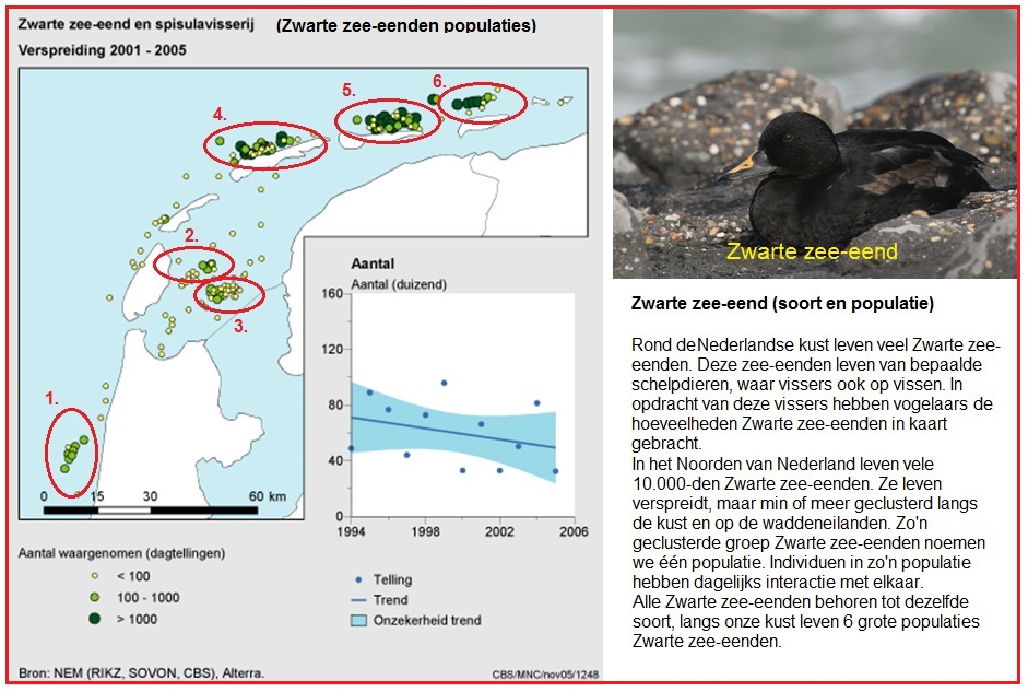 Zwarte zee-eend soort en populatie