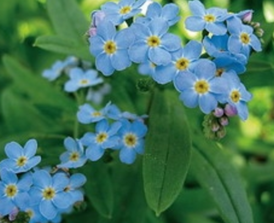 Myosotis