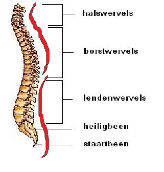 Ingetekende dubbele S. Bron:http://www.biologiesite.nl/wervelinfo.htm en Wanda Bos