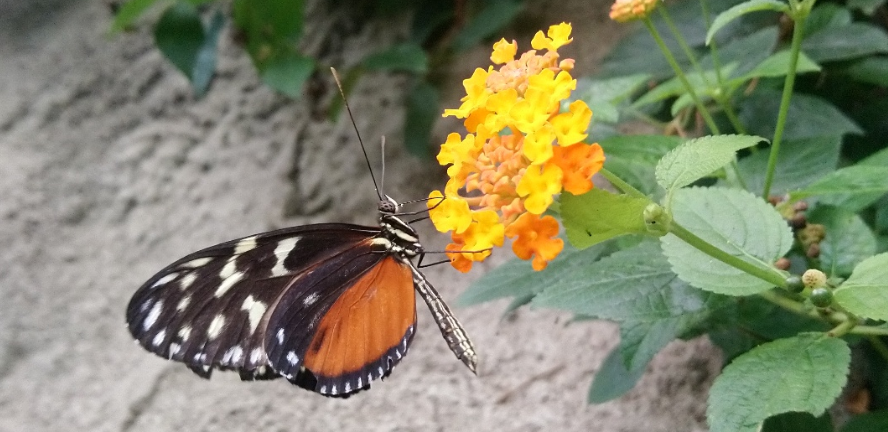 Foto gemaakt in de dierentuin te Arnhem.